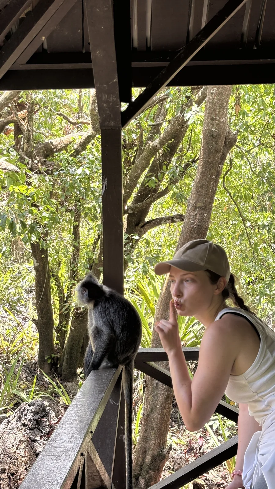 Ciekawski langur srebrzysty w Labuk Bay